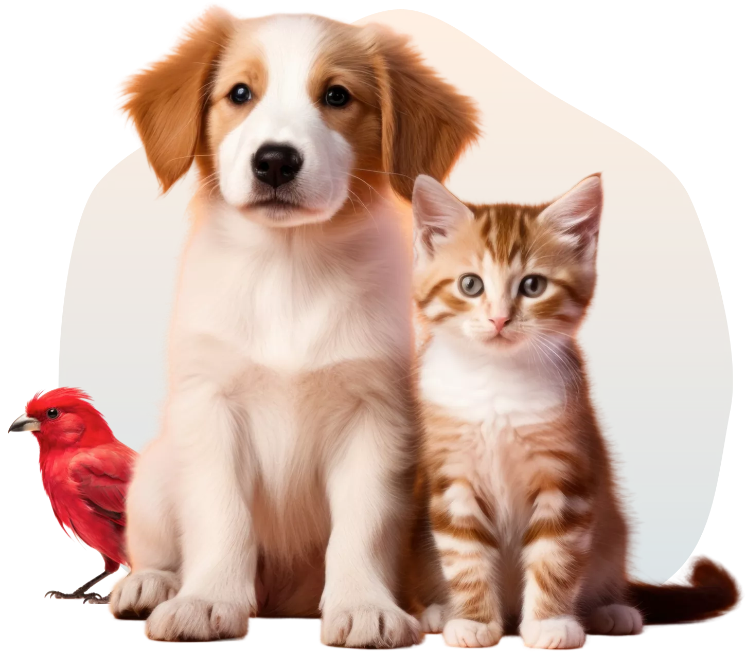 create pets app, no code